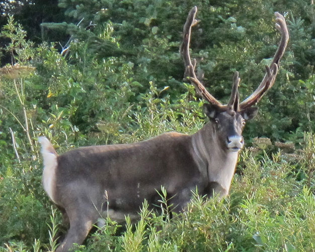 Woodland-Caribou-Bull-2
