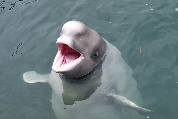 beluga