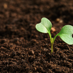 Can climate-smart regenerative farming save the earth?
