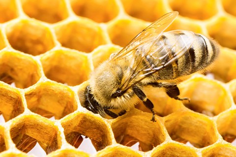 bee