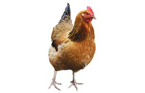 chicken_468