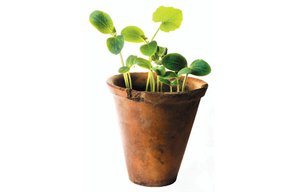 plant_468