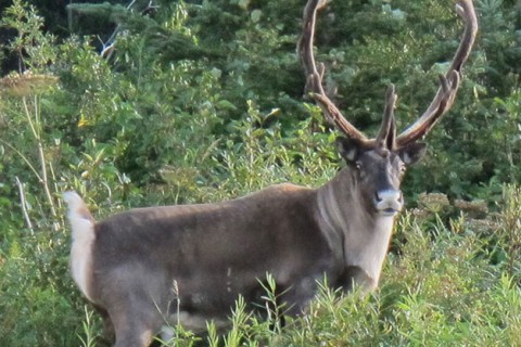 Woodland-Caribou-Bull-2