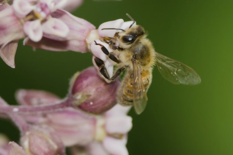 Bee