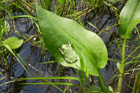 tree_frog_hi_res