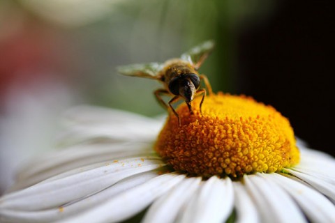 Honey-Bee