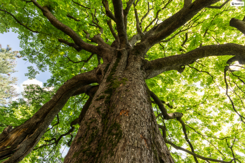 big tree