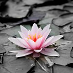 Zen and the art of surviving Trump (extended edition)