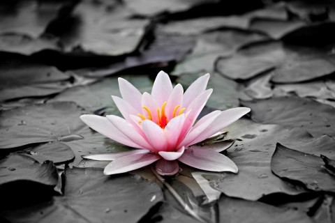 noname_13-water-lily-1510707-pixabay