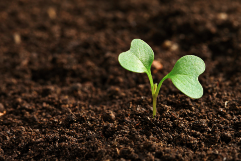 regenerative soil